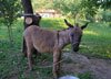 stara presa senkovec turizam